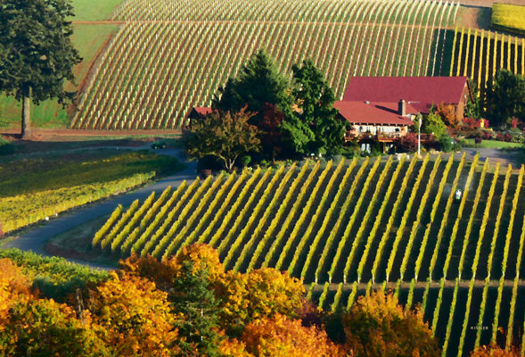 De Ponte Vineyard